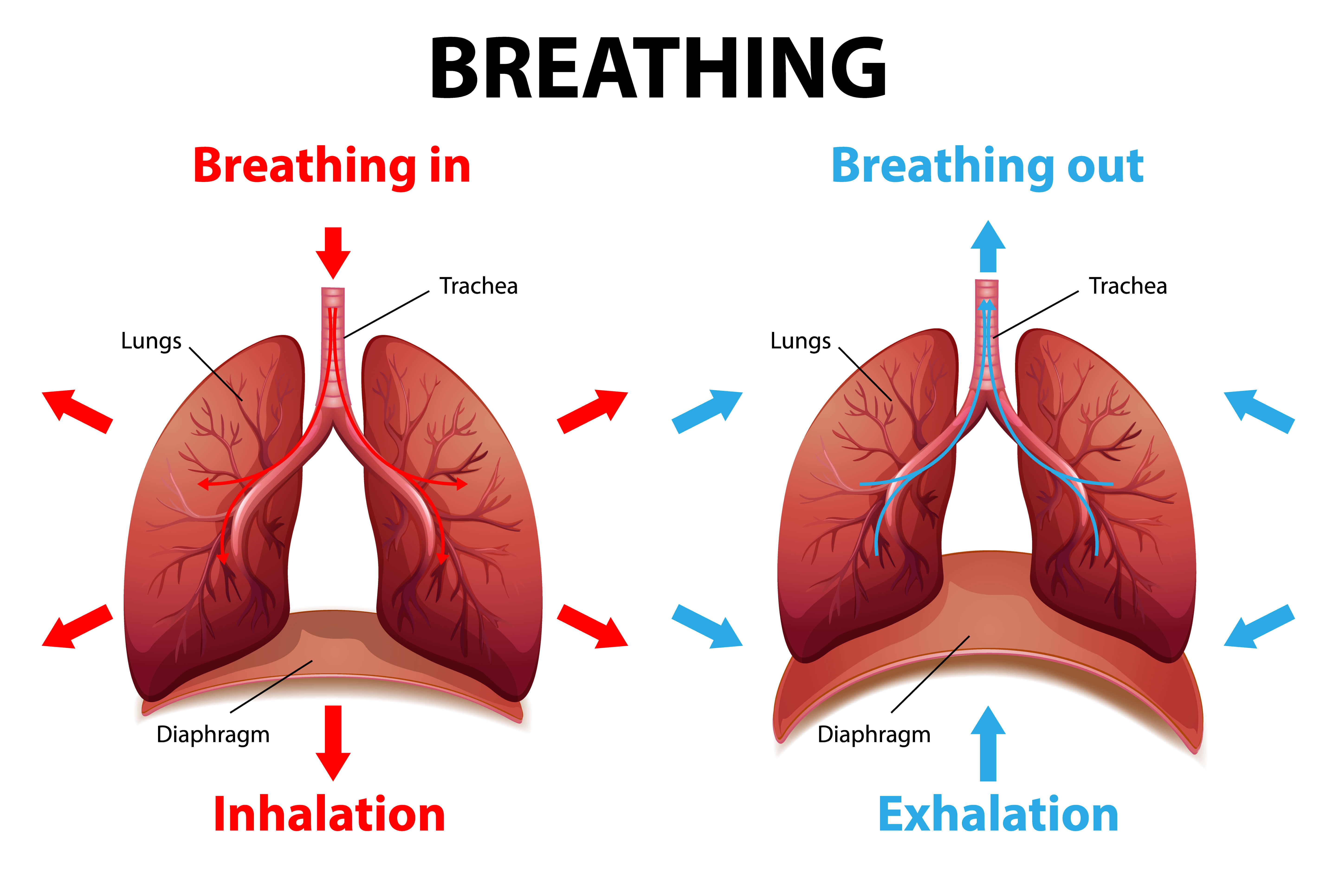 Medical illustration showing breathing process: inhalation and exhalation with lungs, trachea, and diaphragm movement